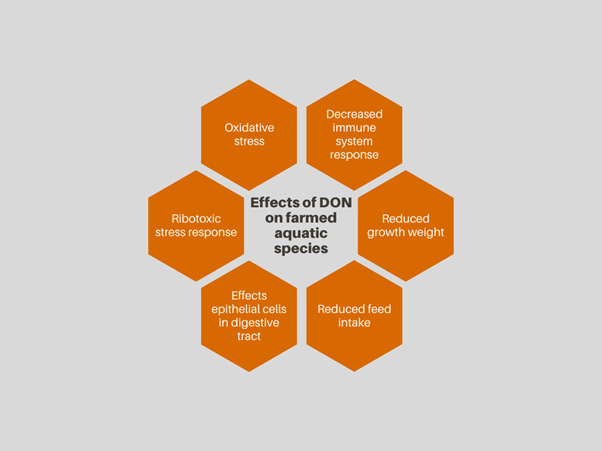 "mycotoxins in aquaculture species"