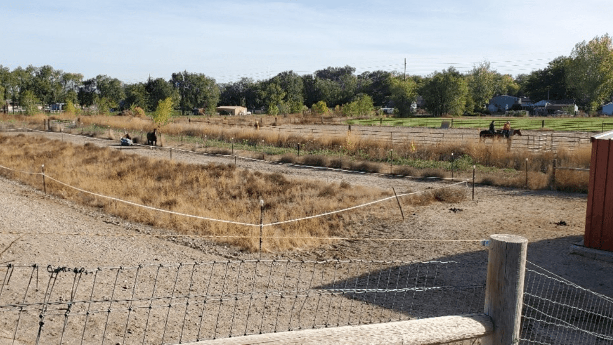 "horse paddock"
