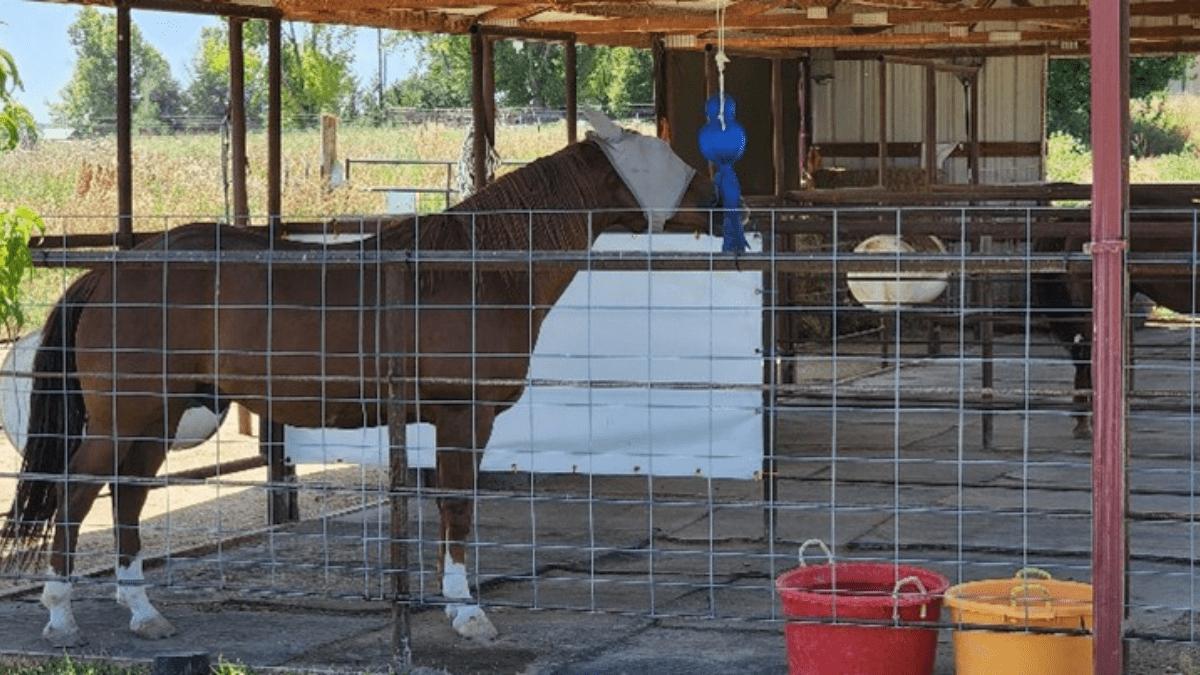 "horse toys"