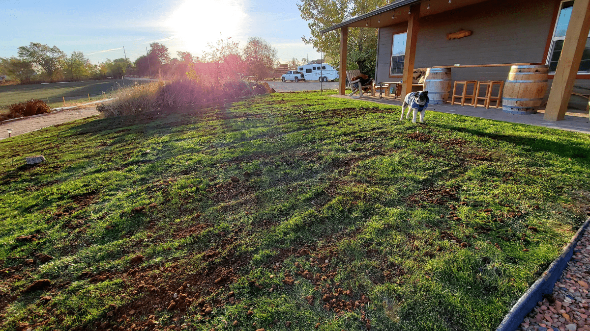 "Dog on farm"