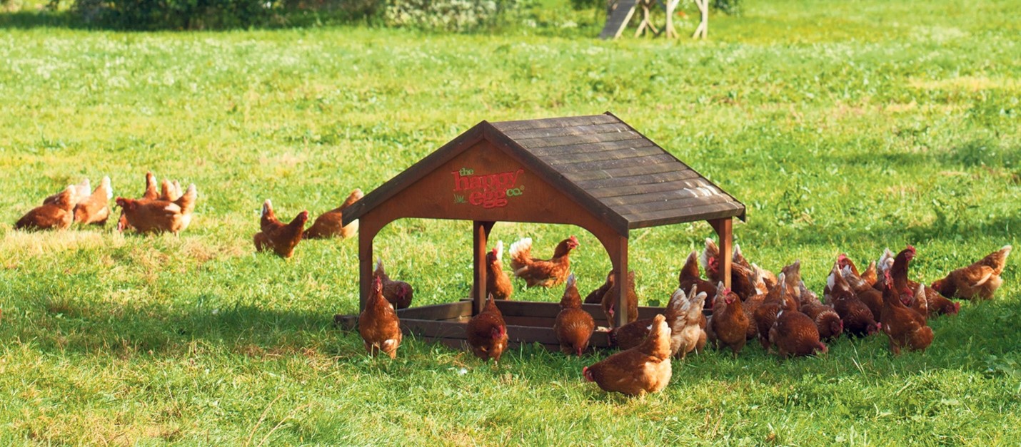 "Free range chickens"