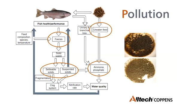 "water quality in aquaculture"