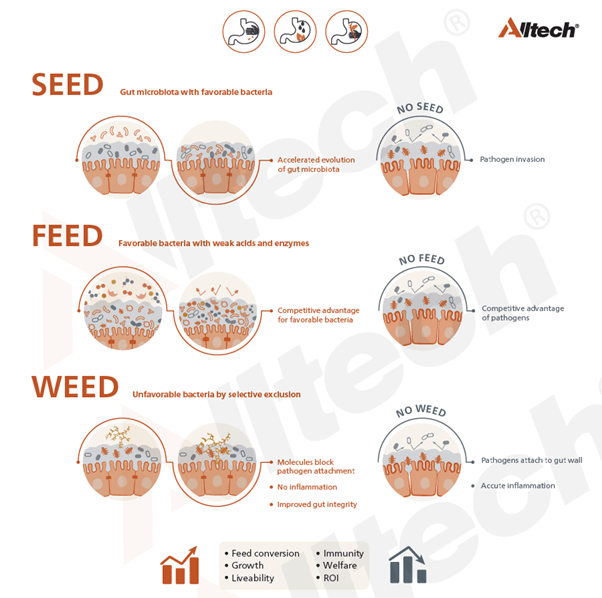 "Seed Feed Weed"