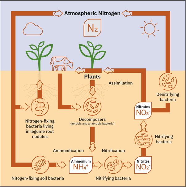 "nitrogen fixation process"