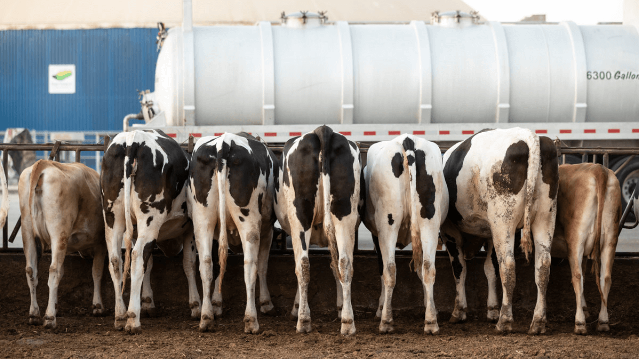 dairy cows eating out of a trough