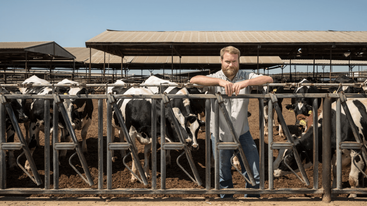 Brian Fiscalini standing with dairy cows in a pen