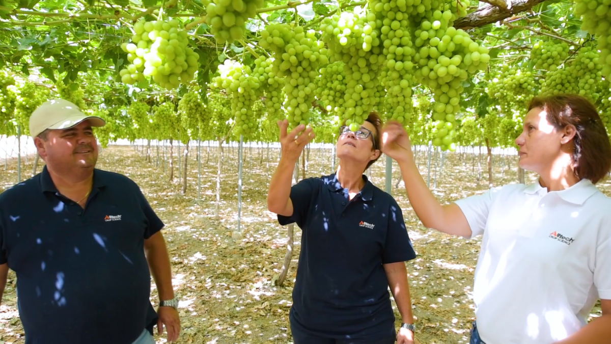 grape vines.png