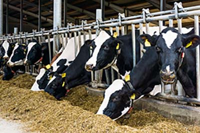 Dairy Cows in a barn