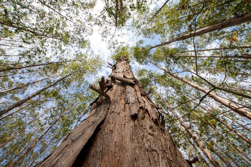 ground view looking up at a forest