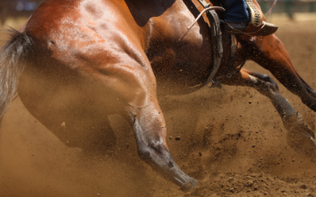 "Rendimiento y recuperación en caballos"