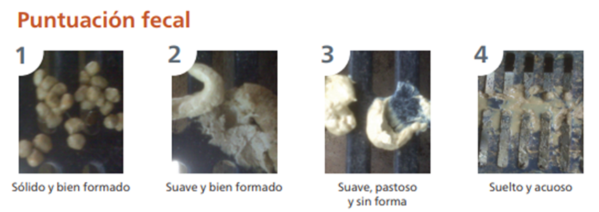 "Puntuación fetal en cerdos"