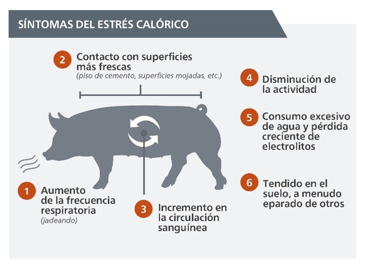 "Síntomas del estrés calórico"