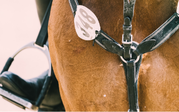 "Caballos de alto rendimiento-Alltech"