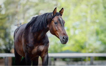 "Caballos de edad avanzada-Alltech"