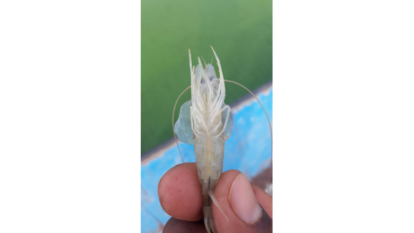 shrimp gills.png