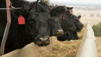 Beef