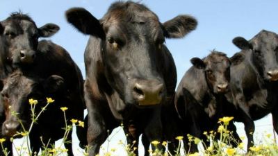 Vaughn Holder: A new approach to beef production
