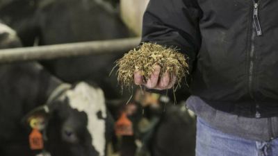 A dairy study found that operation costs can increase by 3 percent in the presence of mycotoxins.