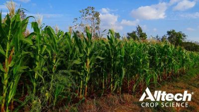 New natural alternatives to fertilizers could give Karnataka, India, an edge in sustainable crop management.
