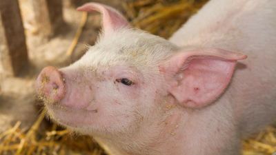 pig gut health
