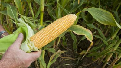 Le TOP 5 d’un ensilage réussi