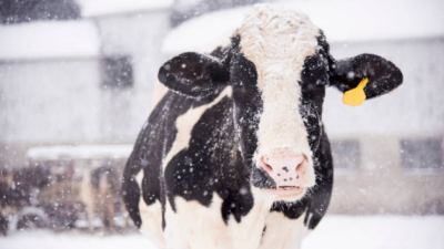 l'hiver