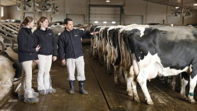 Audit alltech vache laitiere 