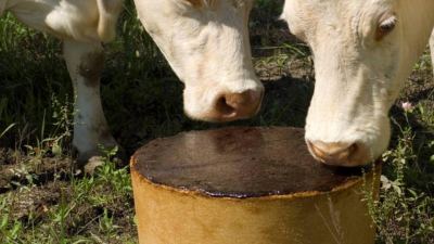 bloc alimentaire minéraux bovins 