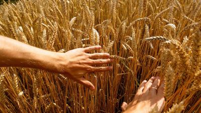 blé agriculture crop science alltech biostimulant biofongicide