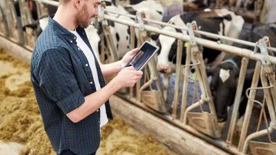 mammites santé mammelles vaches laitieres