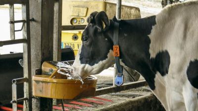 Alltech stress thermique vache laitiere
