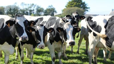Alltech minéraux bovins vaches laitieres longévité 