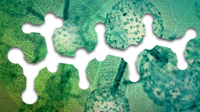 Amino acids are critical to plant health, helping offset external stressors and even contributing to new growths of other parts of the plant.
