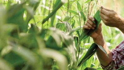 mais conservation rendement