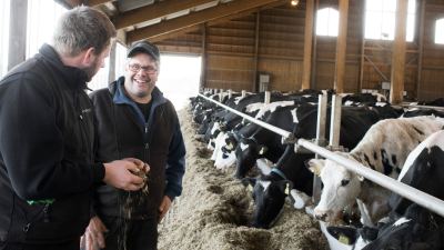 Understanding Rumen Function Part 4: Overall Outcome