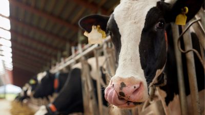 Rumen Manipulation
