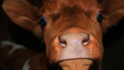Understanding Rumen Function Part 3: Protein Digestion