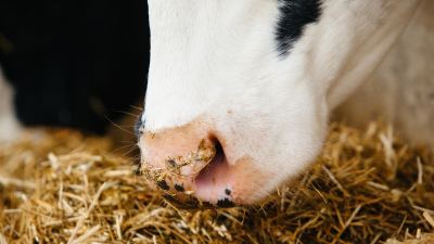 Mycotoxin Management 2: Signs & Symptoms