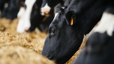 Understanding Rumen Function: Part 1