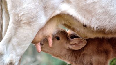 Assessing Colostrum Quality