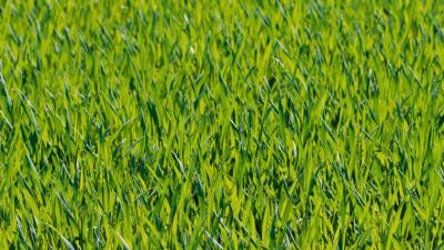Grass Intake