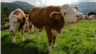 Catching Autumn Grass Growth on the Bounce