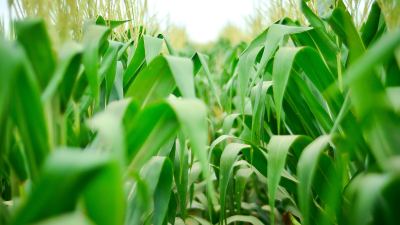 Maize 