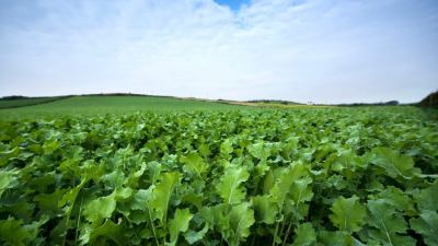 forage options