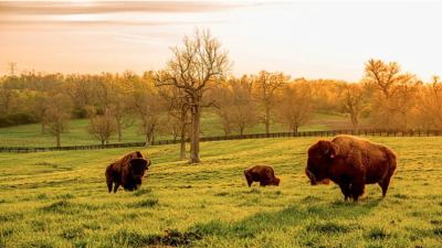 Bison in the field. 