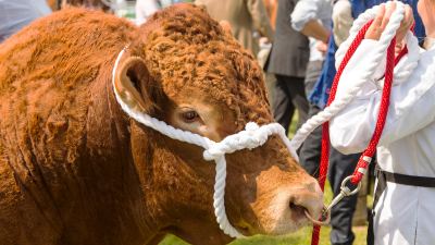 Beef Show 