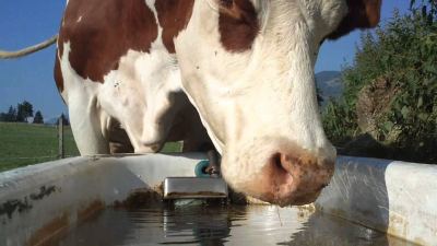 vache boit alltech