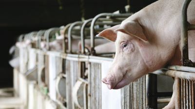 Reduce el estrés térmico de tus cerdos en verano