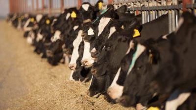 Alltech continues its commitment to improving the health and performance of animals and protecting the environment through scientific innovation