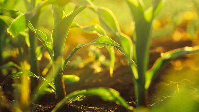close-up of crops in soil